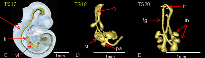 lung morphogenesis